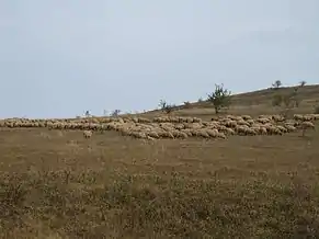 Comuna Apahida - tradiții în zootehnie