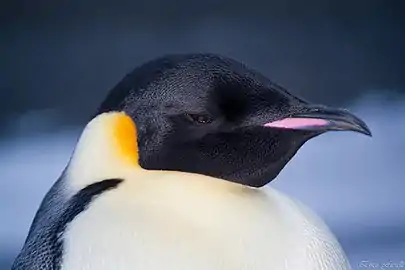 Cap de pinguin imperialAptenodytes forsteri