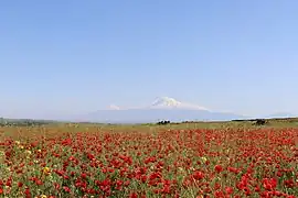 Vegetație în zona Ararat