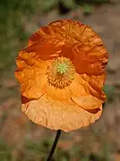 Mac armenesc(Papaver lateritium)