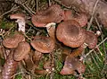 Armillaria ostoyae