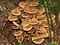 Armillaria tabescens