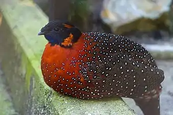 Tragopan temminckii