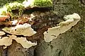 Ganoderma applanatum