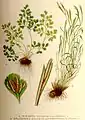 Asplenium ruta muraria (stânga) şi A. septentrionale (dreapta), din Lindman, Bilder ur Nordens Flora 1917–1926