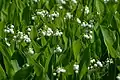 Convallaria majalis înflorit