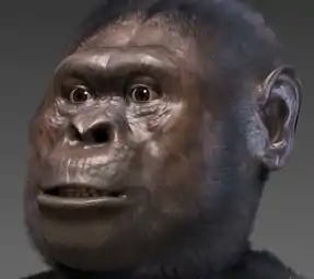 Australopithecus afarensis