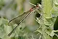 Libelulă damselfly de lângă Swifts Creek, Victoria, Australia