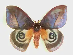Automeris larra
