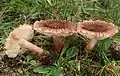 !Tricholoma vaccinum!