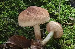 !Tricholoma vaccinum!