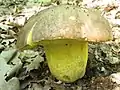 Boletus appendiculatus