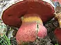 !Rubroboletus rhodoxanthus!