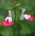 Salvia