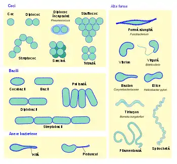 diagramă a morfologiei bacteriene
