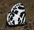 Banded Blue Pierrot,Discolampa ethion.