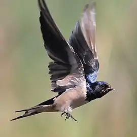 Rândunică de hambar