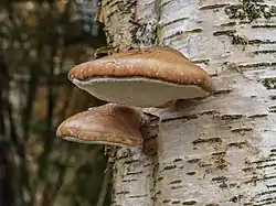 !Piptoporus betulinus!