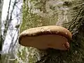 Piptoporus betulinus