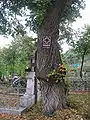 Copac din curtea bisericii pe care a fost amplasată placa care atestă faptul că biserica este monument istoric