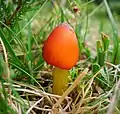 !!Hygrocybe nigrescens!!