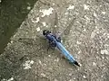 Blue Dragonfly in Kamakura, Japan