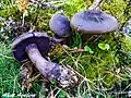 Cortinarius violaceus
