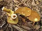 Boletus cavipes