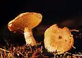 Suillus cavipes