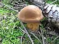 Xerocomus badius sin. Boletus badius