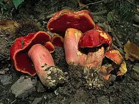 Boletus dupainii
