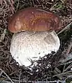 Boletus edulis