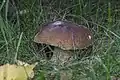Boletus edulis