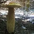 Boletus edulis var. clavipes