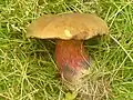 Boletus erythropus