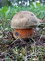 Suilellus sin. Boletus luridus