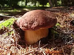 Boletus pinophilus