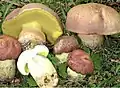 Boletus pseudoregius