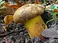 !Boletus pulverulentus!