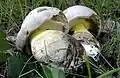 Boletus radicans