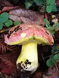 Boletus regius