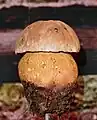 Boletus rhodoxanthus