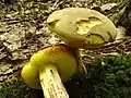 Boletus subtomentosus