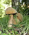 Boletus luridus