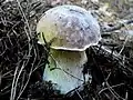 Boletus pinicola