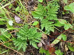 Limba cucului(Botrychium multifidum)