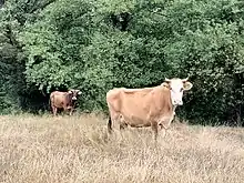 Bovine