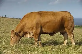 Culoarea ocru a vacii