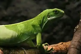 Iguana la grădina zoologică din St Louis