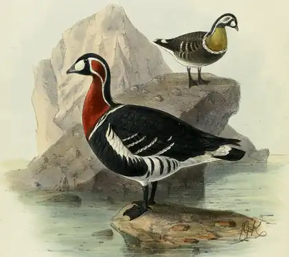 Gâsca cu gât roșu după Dresser